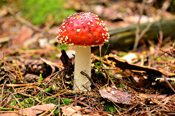 Amanita muscaria
