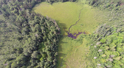 A small creek has been dammed by beavers forming a pond in a Wisconsin sedge meadow wetland.