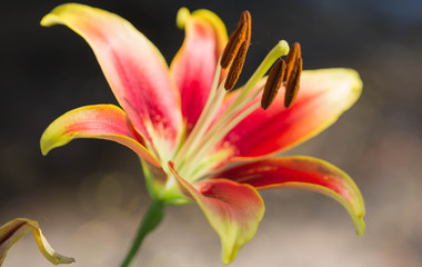 lilly orange