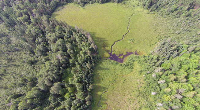 A Small Creek Has Been Dammed By Beavers Forming A Pond In A Wisconsin Sedge Meadow Wetland.