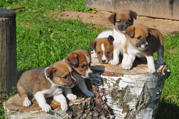 five funny little puppies