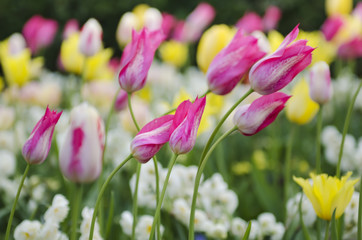 Spring meadow with violet pink  tulip flowers, floral seasonal background