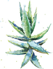 Aloe vera. Watercolor vector succulent aloe.