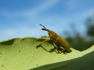 insecto verde