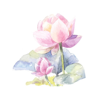 Watercolor Pink Lotus