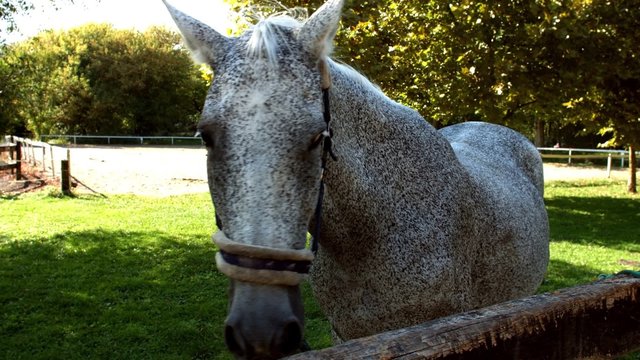Silver horse closeup