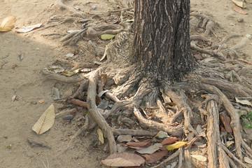 gnarled tree roots