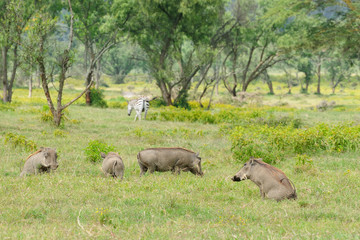 Wild Warthog, Africa