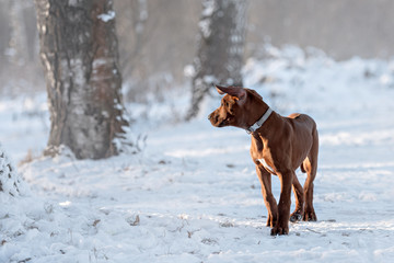 cute Rhodesian Ridgeback dog on winter background
