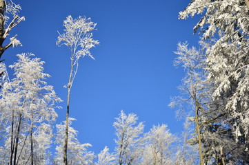 Winter day in the snowy forest