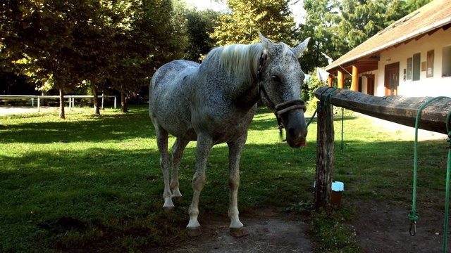Silver horse closeup