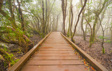 Foggy laurisilva forest in Anaga mountains, Tenerife, Canary island, Spain.