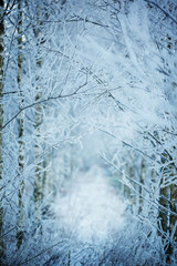 Winter Nature Background. Winter landscape. Copy space.