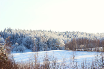Winter. Beautiful winter landscape with snow covered trees