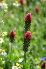 Trifolium incarnatum (inkarnat-Klee, Blutklee) 