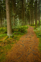Wanderweg durch einen Fichtenwald im Sauerland