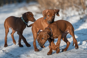 Ridgebacks on the snow