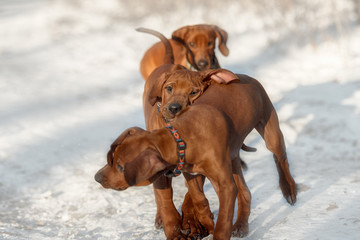 Ridgebacks on the snow