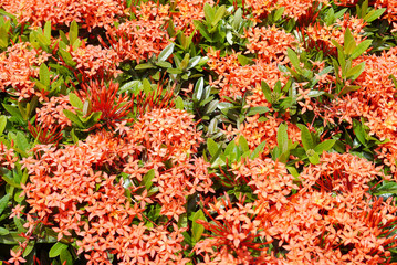 Red ixora .