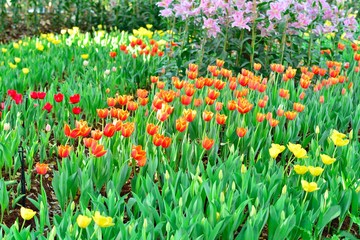 Fresh colorful tulips in warm sunlight
