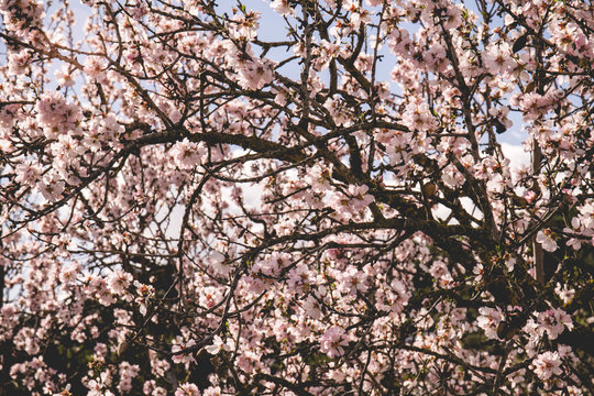 Mandelblüten am Mandelbaum