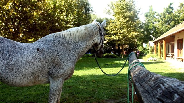 Silver horse closeup