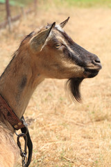 brown goat