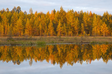 the colors in fall tundra Finnish