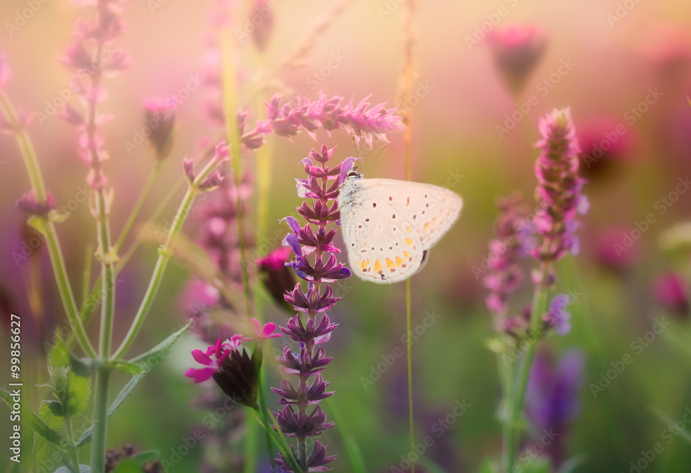 Wall mural butterfly on the wild flower