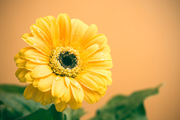Yellow Gerbera with green leaves on the orange background