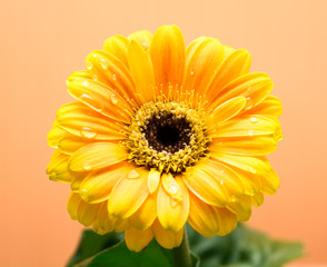 Yellow Gerbera with green leaves on the orange background