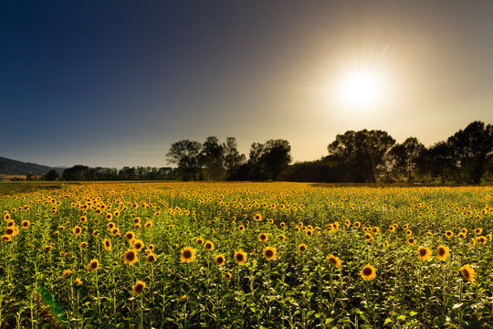 Beautiful field of sunflowers, backlit by the the sun, in Italy