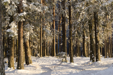 Winter Pine Forest landscape