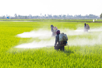 farmer spraying pesticide in the rice field - obrazy, fototapety, plakaty