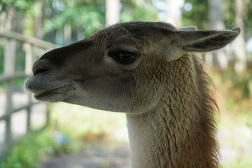 Obraz premium Smiling Lama