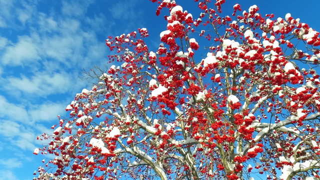 Rowanberry  in winter. Looking up through the rowan-tree branches and red  berries clusters with snow caps at the sky with clouds
