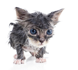 Sad little wet gray kitten