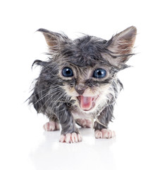 Naklejka premium Wet gray kitten meows
