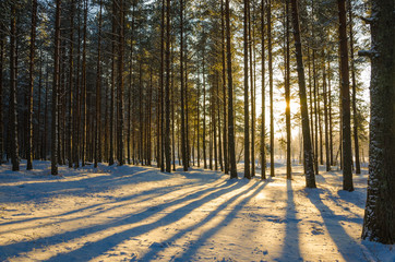 Winter Pine Forest landscape