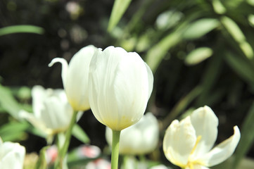 Obraz na płótnie Canvas white tulip