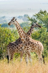 Naklejka na ściany i meble Two giraffes. Africa. Kenya.