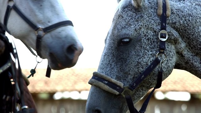 Silver horse closeup
