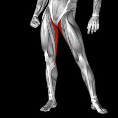 Conceptual 3D human front upper leg muscle anatomy