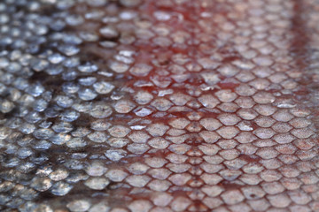 salmon skin texture