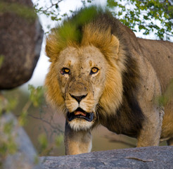 Big male lion with gorgeous mane on a big rock. National Park. Kenya. Tanzania. Masai Mara. Serengeti. An excellent illustration.