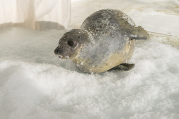 Sea Lion on ice