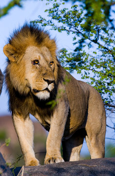 Big male lion with gorgeous mane on a big rock. National Park. Kenya. Tanzania. Masai Mara. Serengeti. An excellent illustration.