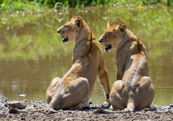 Deux jeunes lion près de l& 39 eau. Parc national. Kenya. Tanzanie. Masaï Mara. Serengeti. Une excellente illustration.