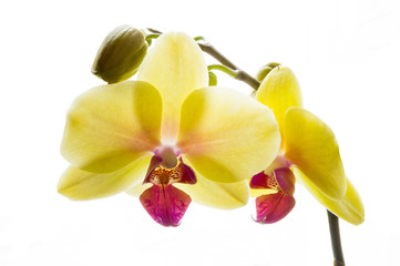 Yellow and purple orchid Backlit close up isolated in front of a white background