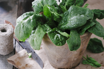 Fresh spinach in a old ceramic pot on wooden table